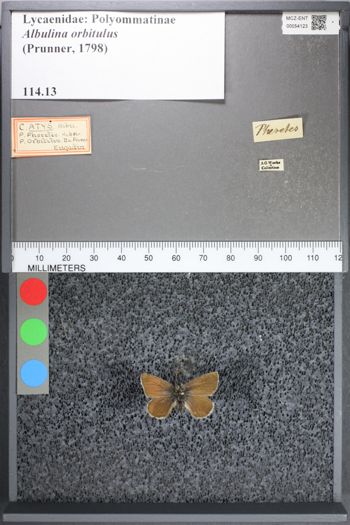 Media type: image;   Entomology 54123